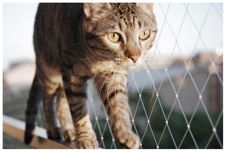 Protección para mascotas